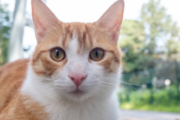 portrait of a yellow cat