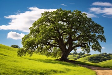 A mighty oak tree stands alone in the middle of a clearing on a bright summer day
