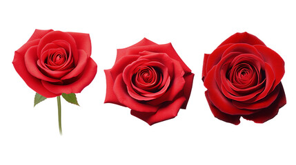 Romantic Red Roses in Full Bloom on transparent background - Perfect Gift for Valentine's Day, Wedding Celebrations, and Special Occasions of Love and Affection.