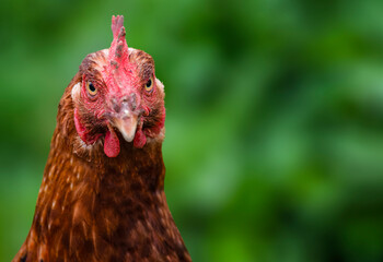 Brown chicken on green natural background. Copy space