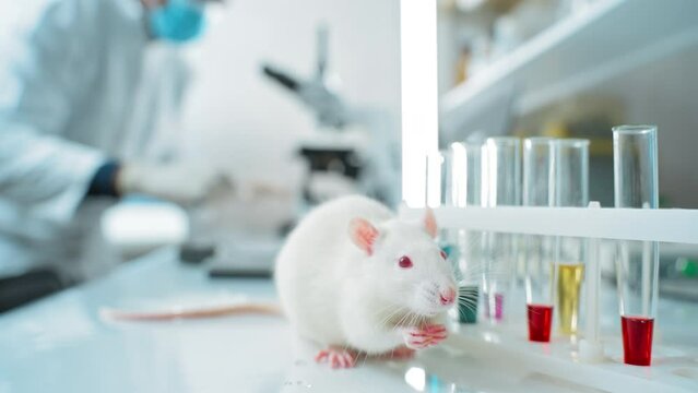 Laboratory research by scientists, experiments on animals rats