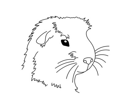 Vector isolated one single guinea pig portrait head  colorless black and white contour line easy drawing