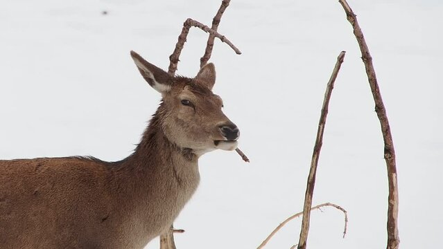 deer under the snow in winter season footage