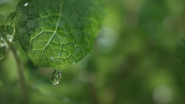 A drop of water drips onto a spearmint green leaf in slow motion. Liquid falling on a mint leaf in close-up. Nature herb and natural beauty skin care concept. Macro abstract background