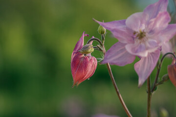 close up of flowers in the garden. close up of flowers against a green background. aquilegia in the...
