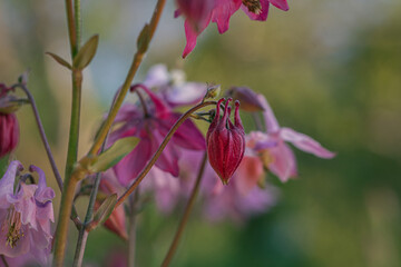 close up of flowers in the garden. close up of flowers against a green background. aquilegia in the garden