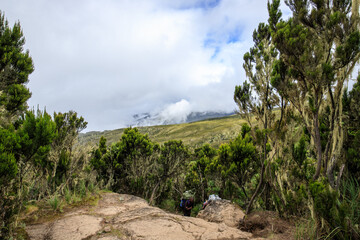 A Tranquil Pathway Amidst Kilimanjaro’s Lower Slopes