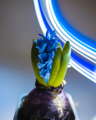 Hyacinthus bulb is Blooming Blue winter plants artistic blossom view