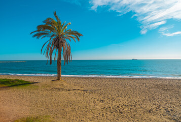 Isolated palm tree on Malagueta beach in Malaga Spain, with copy space