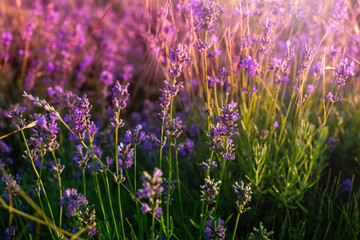 Obraz premium Lavender field at Tihany peninsula, Hungary