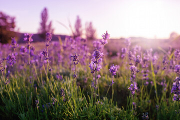 Lavender field at Tihany peninsula, Hungary