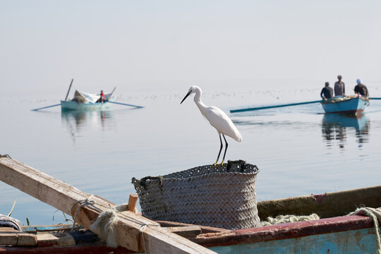 White Little egret fishing a fish on the lake in Fayoum Egypt
