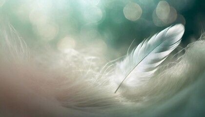 feather background.