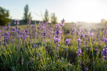 Lavender field at Tihany peninsula, Hungary