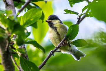 A young tit sitting on a branch in the crown of a deciduous tree.