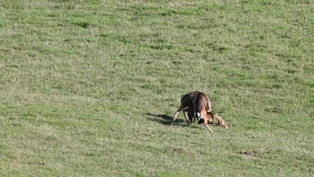Fallow Deer (Dama dama) stags (male) fighting during the rutting season. October, Kent, UK.