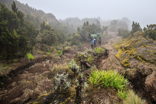 Ascending the Misty Trails of Mt. Kilimanjaro