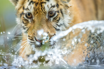 Amur siberian tiger (Panthera tigris altaica) walks in the water. Dangerous animal, taiga, Russia. Animal in a green forest stream. A gray stone, a drop of a river. Wild cat in natural environment.