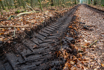 Waldgebiet an der Dahme Seenlandschaft, Königs-Wusterhausen, Brandenburg, Deutschland