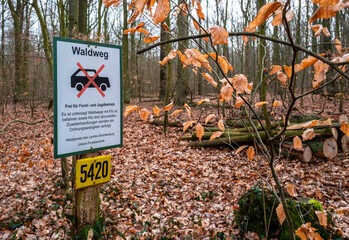 Waldgebiet an der Dahme Seenlandschaft, Königs-Wusterhausen, Brandenburg, Deutschland