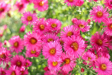 Symphyotrichum novi-belgii, New York aster or Aster novi-belgii flowers on green natural background. Family Asteraceae. Beautiful pink autumn flowers. Flower New England aster with a honey bee - obrazy, fototapety, plakaty