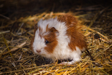 Fototapeta premium Baby Guinea Pig