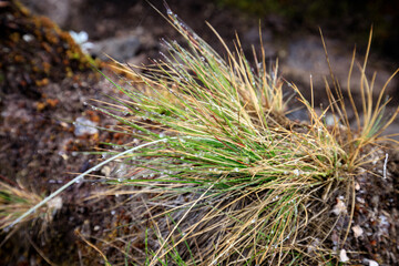 A Glimpse of Wild Grass Amidst Rocky Terrain