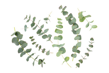 Green eucalyptus leaves isolated on a white background. Aromatherapy.Beautiful eucalyptus branches. Bouquet. Place for text, copy space, mockup