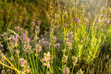 Lavender field at Tihany peninsula, Hungary