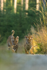 Siberian tiger (Panthera tigris altaica) in beautiful habitat. Amur tiger running in the grass. Green grass meadow with danger animal. Wildlife Russia.