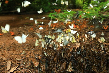 Butterflies are feeding mineral at Kaeng Krachan National Park, Phetchaburi  province ,Thailand. 