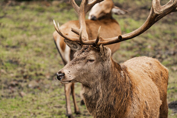 Close-up of a male deer stag buck with huge antlers (Cervidae)