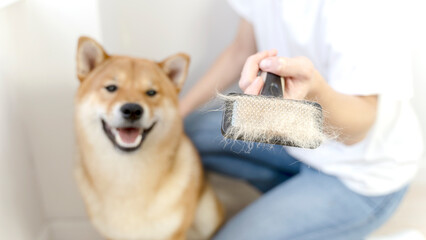 grooming and combing the hair of Shiba Inu