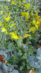 Brassica oleracea var. italica.Flor del Brócoli. 