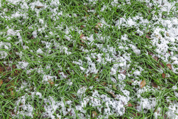 First snow on green lawn grass