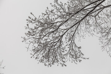Bare branches of a winter tree in the snow against a cloudy sky.