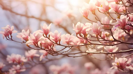 Fototapeten flowering magnolia blossom on sunny spring background, close-up of beautiful springtime flora, floral easter background concept with copy space © Ziyan
