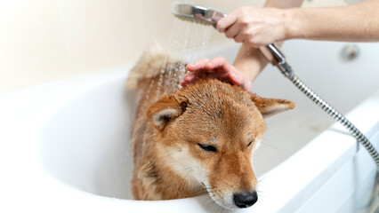 grooming and washing dogs in the shower