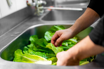 Obraz na płótnie Canvas chef hands washes a bunch of lettuce salad leaves under running water