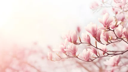 Foto op Canvas flowering magnolia blossom on sunny spring background, close-up of beautiful springtime flora, floral easter background concept with copy space © Ziyan