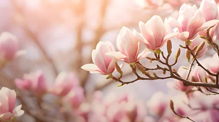 Zelfklevend Fotobehang flowering magnolia blossom on sunny spring background, close-up of beautiful springtime flora, floral easter background concept with copy space © Ziyan