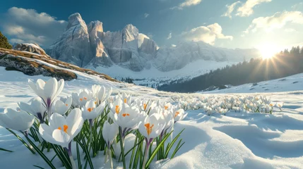 Foto op Canvas Beautiful snowdrop flower among the snow. Snowdrop forest. Magnificent view of snowdrop formation. © PaulShlykov