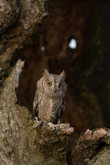 European scops owl, Otus scops, hidden in tree hole at sunrise. Small owl peeks out from trunk showing big yellow eyes. Bird also known as Eurasian scops owl. Wildlife scene. Morning in nature.