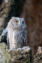 European scops owl, Otus scops, hidden in tree hole at sunrise. Small owl peeks out from trunk showing big yellow eyes. Bird also known as Eurasian scops owl. Wildlife scene. Morning in nature.