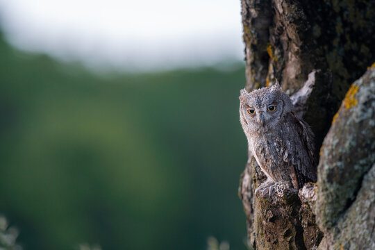 European scops owl, Otus scops, hidden in tree hole at sunrise. Small owl peeks out from trunk showing big yellow eyes. Bird also known as Eurasian scops owl. Wildlife scene. Morning in nature.