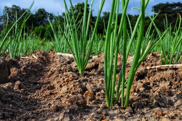 Leek plants growing on dry soil in plantation on blur background.