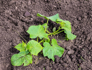 Close up for young cucumber plant in the black soil