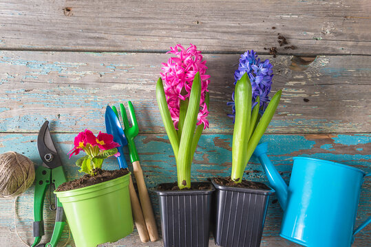 Spring gardening concept; Spring flowers (primula, hyacinth), gardening tools on a old blue paint wooden background