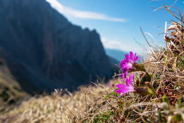 Close up view of purple flower mountain primrose growing on alpine meadow in Hochschwab mountain...