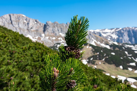 Selective focus on mountain pine with panoramic view of majestic mountain peak Edelspitz, Hochschwab mountain region, Styria, Austria. Scenic hiking trail in Austrian Alps. Wanderlust alpine spring